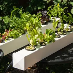 Proste sposoby na stworzenie hydroponiki DIY w domu bez problemów